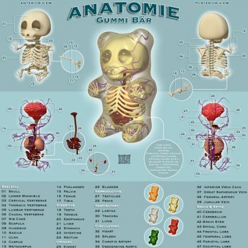 Anatomy of a Gummi Bear.jpg (98 KB)